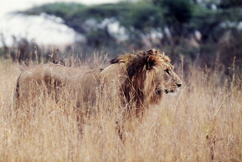 Illustration for article titled This Guy Raced A Tiny Two-Stroke DKW Surrounded By Lions In Africa